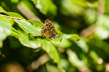 Speckled Wood (Pararge Aegeria) resting on a summer leaf. The speckled wood prefers the dappled sunlight of woodland rides and edges, hedgerows and even gardens.&nbsp;