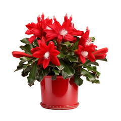 Christmas Cactus PNG &ndash; Festive Succulent with Bright Blooms and Transparent Background