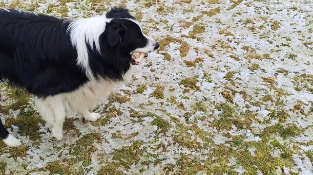 Border Collie dog runs with a bone in the snow covering the winter landscape.