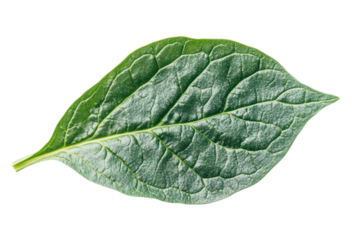 The life of the spinach leaf shows promise of growth and health on dark contrasting background with texture