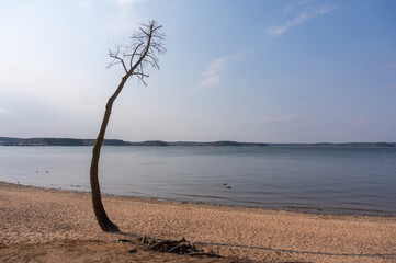 single tree on the banks of a lake. Belarus.