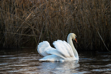 Naklejka premium Schwan mit Imponiergehabe, so schützt er sein Nest