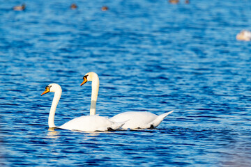 Obraz premium Schwan mit Imponiergehabe, so schützt er sein Nest