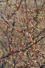 Wild cherry; reddish-pink buds close to blooming; nordic nature and plants; early spring stone fruit trees