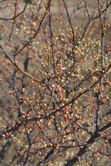 Wild cherry; reddish-pink buds close to blooming; nordic nature and plants; early spring stone fruit trees