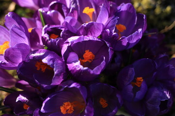 spring flowers - crocuses