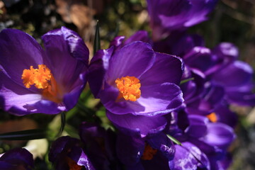 purple and yellow crokus