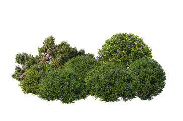 3D Illustration of Various Shrubs and Blooming Flowers Isolated on Transparent Background