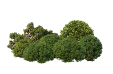 3D Illustration of Various Shrubs and Blooming Flowers Isolated on Transparent Background