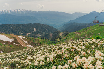 Blooming rhododendrons against the snow-capped peaks of the Caucasus Mountains. Beautiful mountain landscape. Krasnaya Polyana Nature Reserve and Rosa Khutor National Park