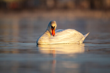 Weißer Schwan auf ruhigem Wasser in warmem Sonnenlicht
