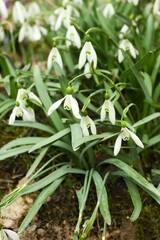 The first white spring snowdrops with crocus flowers. High quality photo