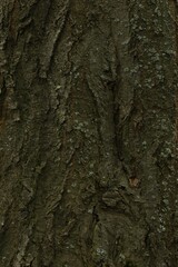 Tree bark background, close up view