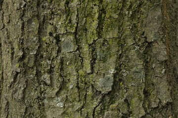 Tree bark background, close up view