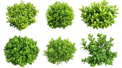 Obraz premium Lush Garden Bushes
