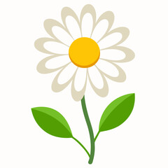 daisy flower isolated on white