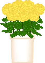 Beautiful blossom yellow roses in the creamy ceramic pot for decorate home or cafe or flower shop.