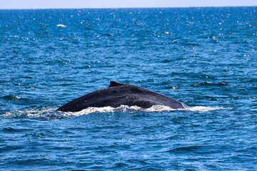 Fototapeta premium Cabo San Lucas, Mexico