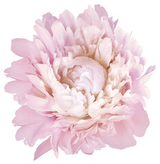 Peony flower  on  a  white isolated background with clipping path. Closeup. For design. Nature..