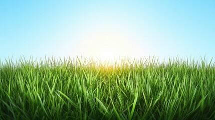 Fototapeta premium A vibrant field of green grass under a bright blue sky, with the sun rising in the background, creating a serene and refreshing atmosphere.