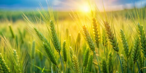 Obraz premium Lush Green Wheat Field, Sunny Day, Candid Photography