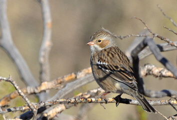 black yal (rhopospina fruticeti), argentine Patagonia