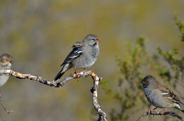 black yal (rhopospina fruticeti), bird of argentine Patagonia
