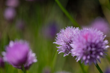 Close-up of chive blossoms (Allium schoenoprasum)