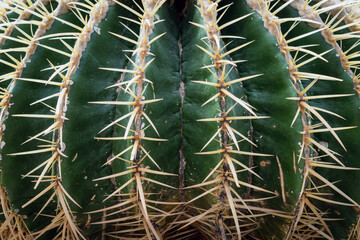 Top part of Golden barrel cactus (Echinocactus grusonii) with spines and thorns. Close up beautiful...