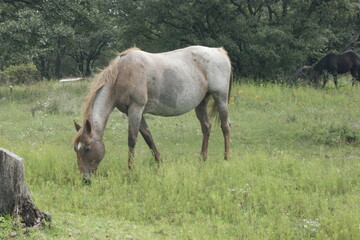 Fototapeta premium SONY DSC