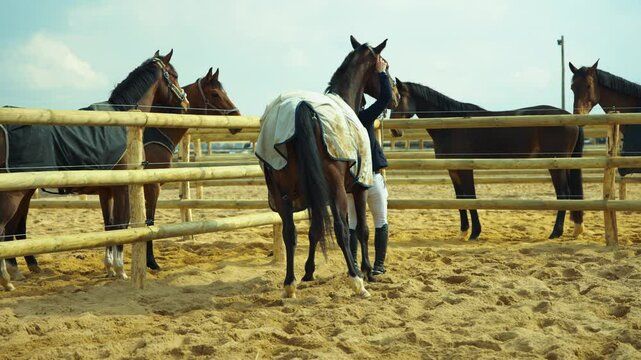 Putting a Harness on a Horse &ndash; Equestrian Preparation