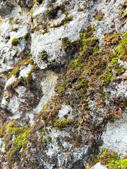 岩に生える苔