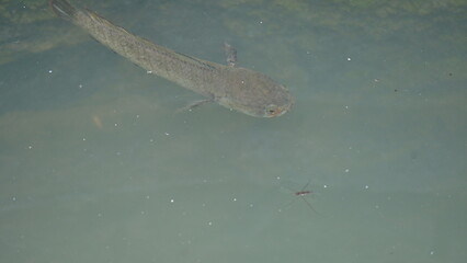 Snakehead or Channa orientalis Fish inside the water. 
Channa is a genus of predatory fish in the family channidae, native to fresh water habitats in asia. Asiatic Snakehead is a freshwater fish.