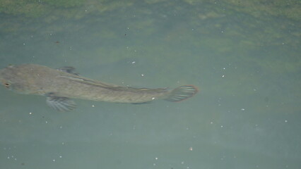 Snakehead or Channa orientalis Fish inside the water. 
Channa&nbsp;is a&nbsp;genus&nbsp;of predatory&nbsp;fish&nbsp;in the&nbsp;family&nbsp;channidae, native to fresh water habitats in asia. Asiatic Snakehead is a freshwater fish.