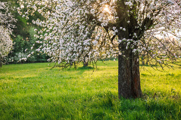 Apple tree in bloom. Spring nature. Sunny day and blossoms in orchard