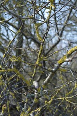 Obraz premium Close-up of tree branches covered in yellow-green lichen, a natural woodland, nordic nature in early spring 