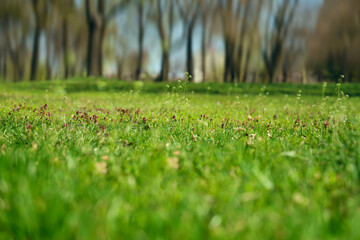 shallow depth of field. blurred Beautiful blur park landscape featuring trees green grass in the morning. wild spring flowers. Springtime summer season. summertime. Empty copy space Bokeh background