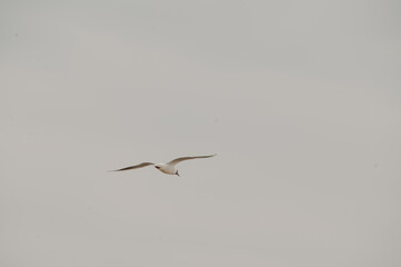 seagull in flight