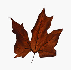 Closeup 1 object. one alone red brown autumnal maple leaf isolated on white background. fall season. maple leaf. Autumn