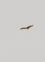 

hawk in the sky