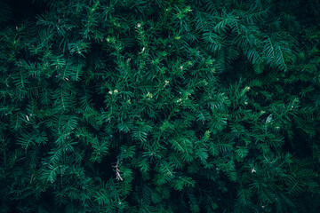 A close up of dark green Yew tree branches texture