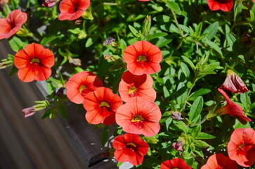 Hanging planters of Calibrachoa, or Million Bells or Trailing Petunia. They are herbaceous plants with a woody shoot axis that grows annual or perennial.