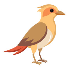 Tropical Beige Bird Isolated on White