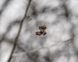 The photograph features a cross spider hanging on its web. It has a massive, hairy body and long, jointed legs. The background is blurred and has gray tones, creating a cool, overcast atmosphere.