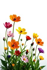 A variety of vibrant meadow flowers in bloom isolated on a white background,  white,  beautiful