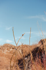 small butterfly on a dry branch