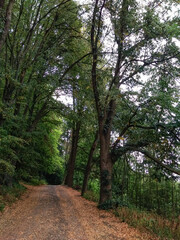 Winding path through lush forest leading to bezdez castle in czechia