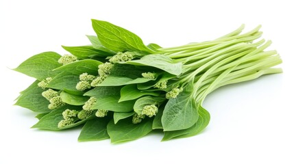 Fresh Green Hosta Plant, Plantain Lily, Isolated on White Background, Macro Shot of Edible Greens