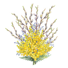 Spring bouquet with flowering yellow mimosa scabrella and pussy willow branches. Watercolor hand drawn illustration isolated on a white background