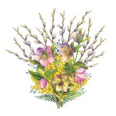 Spring bouquet with flowering yellow mimosa scabrella, Helleborus orientalis (winter rose, Christmas rose) and pussy willow branches. Watercolor hand drawn illustration isolated on a white background